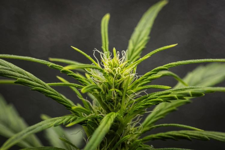 Wedding Cake - Farm #23. Week 5 - Wedding Cake - Day 35.