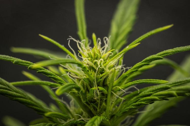 Wedding Cake - Farm #23. Week 5 - Wedding Cake - Day 35.