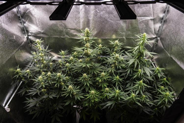 Wedding Cake - Farm #23. Week 6 - Butterflies Little Farm - Week 6.