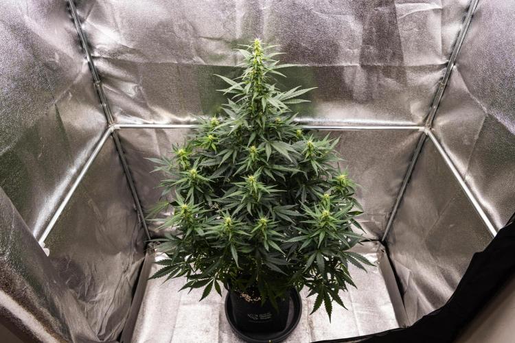 Wedding Cake - Farm #23. Week 6 - Wedding Cake - Day 42.
