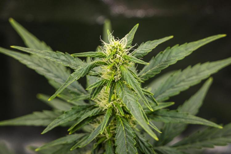 Wedding Cake - Farm #23. Week 6 - Wedding Cake - Day 42.