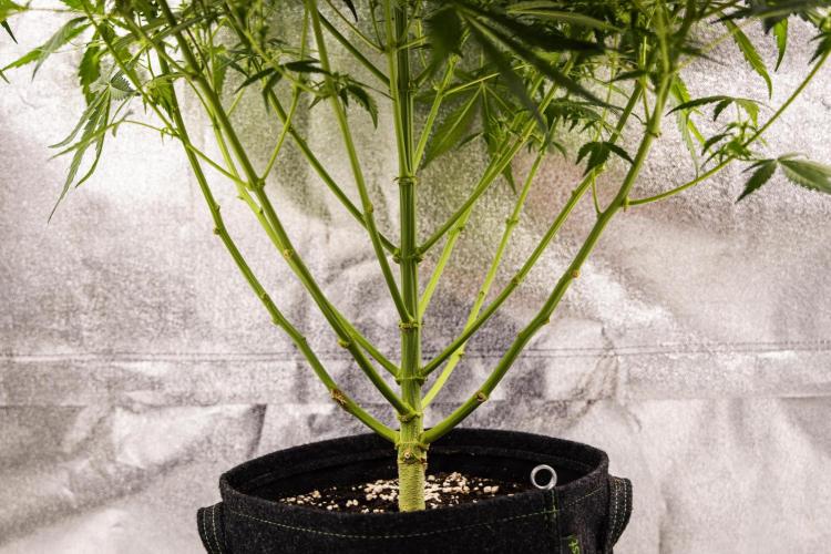 Wedding Cake - Farm #23. Week 6 - Wedding Cake - Day 42.