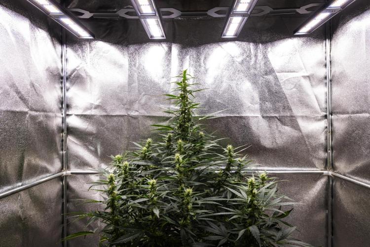 Wedding Cake - Farm #23. Week 6 - Wedding Cake - Day 42.