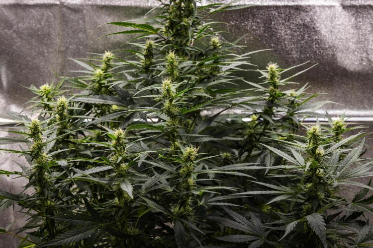 Wedding Cake - Farm #23. Week 6 - Wedding Cake - Day 42.