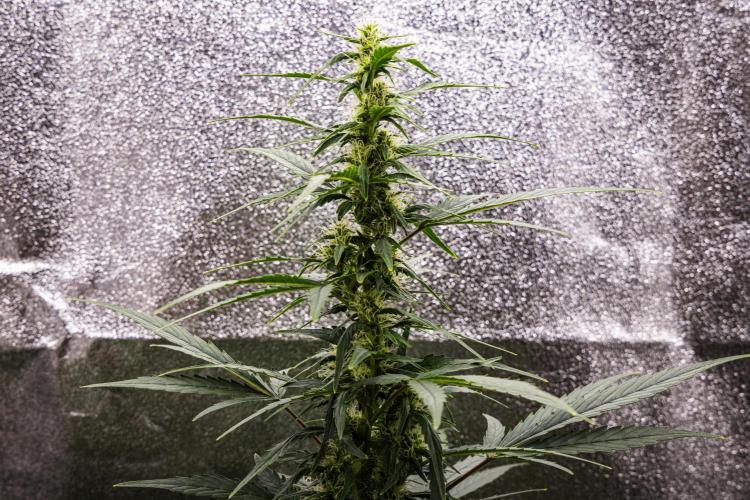 Wedding Cake - Farm #23. Week 6 - Wedding Cake - Day 42.