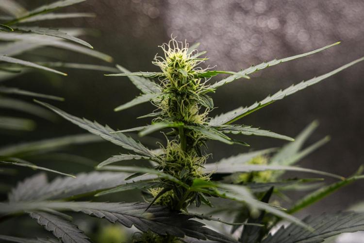 Wedding Cake - Farm #23. Week 6 - Wedding Cake - Day 42.