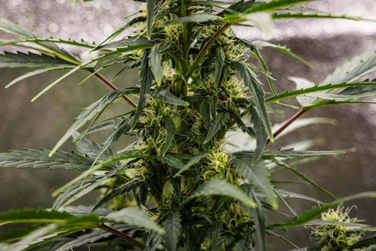 Wedding Cake - Farm #23. Week 6 - Wedding Cake - Day 42.