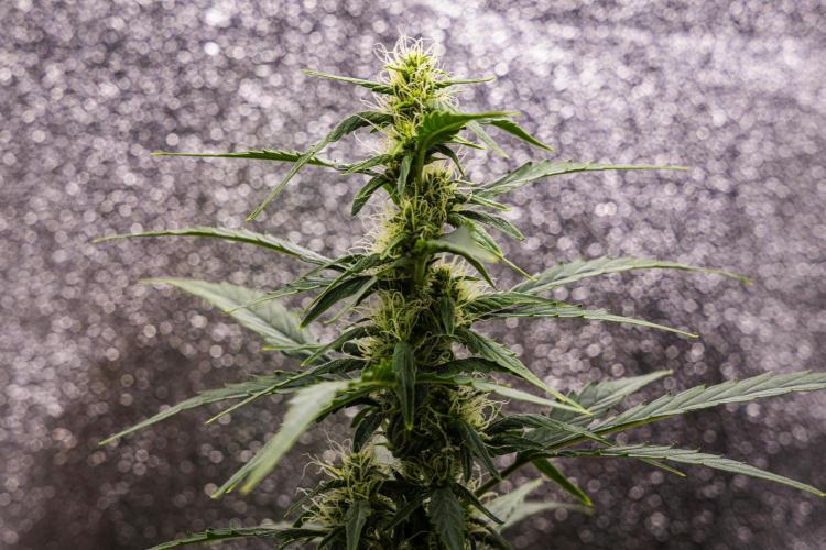 Wedding Cake - Farm #23. Week 6 - Wedding Cake - Day 42.