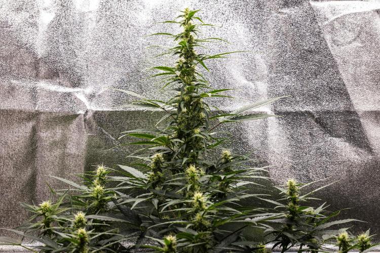 Wedding Cake - Farm #23. Week 6 - Wedding Cake - Day 42.