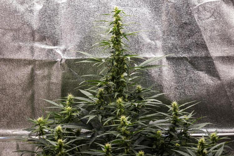 Wedding Cake - Farm #23. Week 6 - Wedding Cake - Day 42.