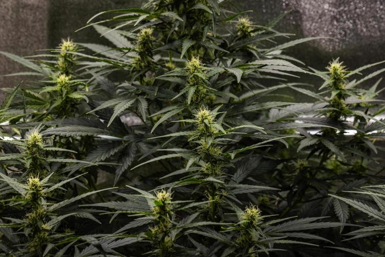 Wedding Cake - Farm #23. Week 6 - Wedding Cake - Day 42.