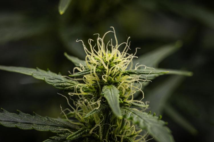 Wedding Cake - Farm #23. Week 6 - Wedding Cake - Day 42.