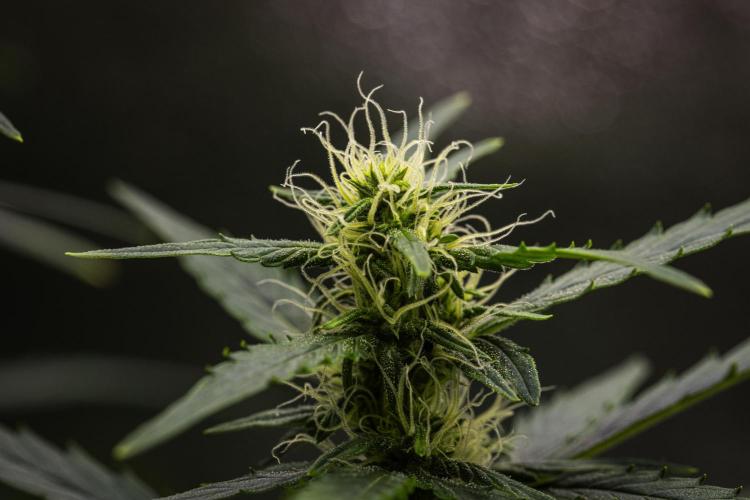 Wedding Cake - Farm #23. Week 6 - Wedding Cake - Day 42.