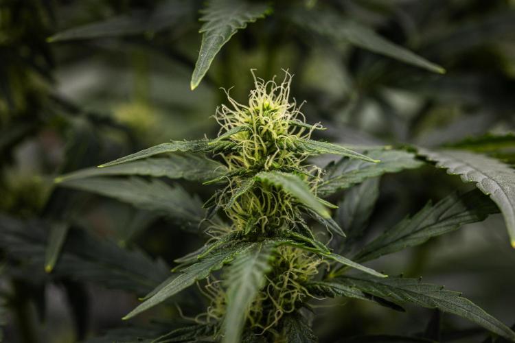 Wedding Cake - Farm #23. Week 6 - Wedding Cake - Day 42.