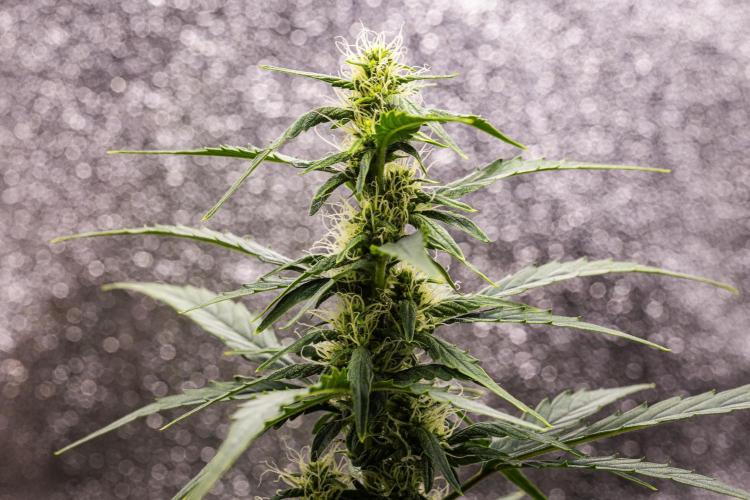 Wedding Cake - Farm #23. Week 6 - Wedding Cake - Day 42.