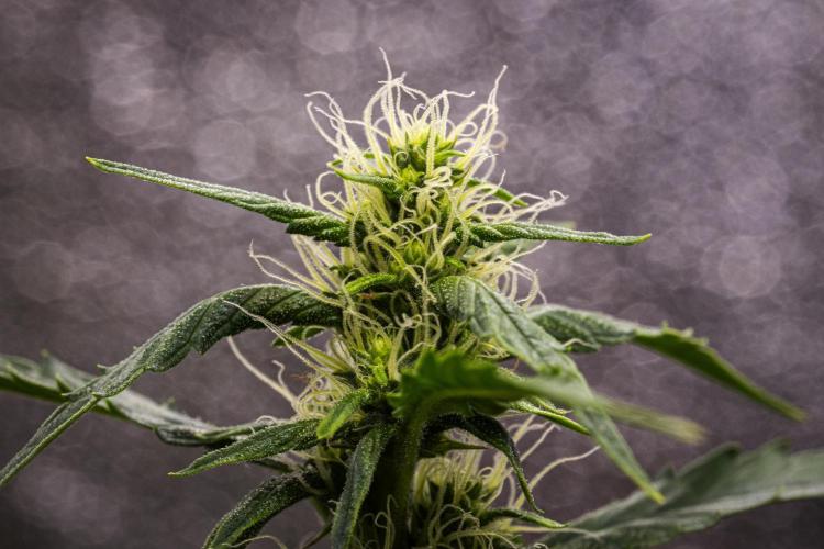 Wedding Cake - Farm #23. Week 6 - Wedding Cake - Day 42.