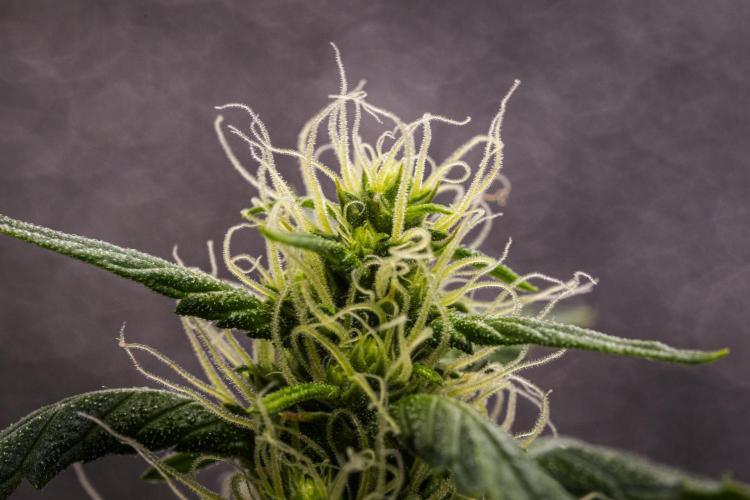 Wedding Cake - Farm #23. Week 6 - Wedding Cake - Day 42.