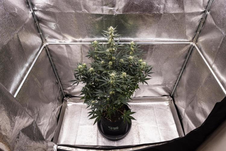 Grape Ape - Farm #23. Week 6 - Grape Ape - Day 42.