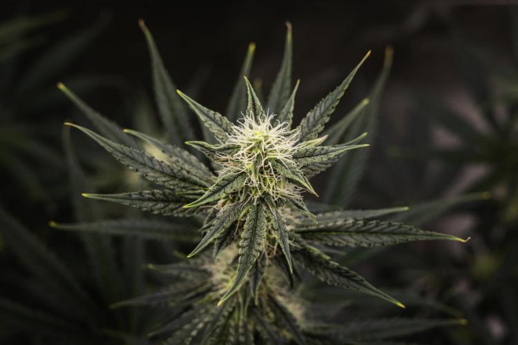 Grape Ape - Farm #23. Week 6 - Grape Ape - Day 42.