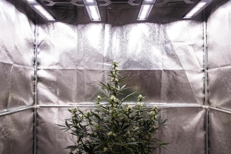 Grape Ape - Farm #23. Week 6 - Grape Ape - Day 42.