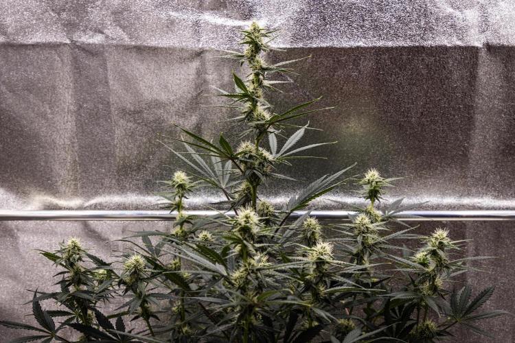 Grape Ape - Farm #23. Week 6 - Grape Ape - Day 42.
