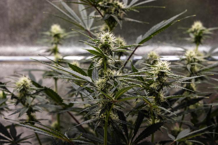 Grape Ape - Farm #23. Week 6 - Grape Ape - Day 42.