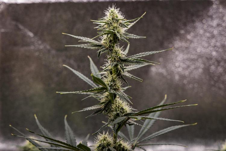 Grape Ape - Farm #23. Week 6 - Grape Ape - Day 42.