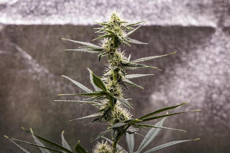 Grape Ape - Farm #23. Week 6 - Grape Ape - Day 42.