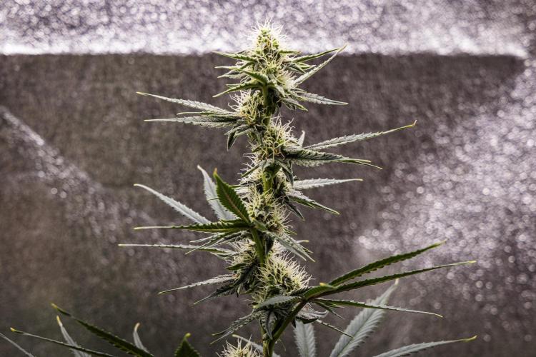 Grape Ape - Farm #23. Week 6 - Grape Ape - Day 42.