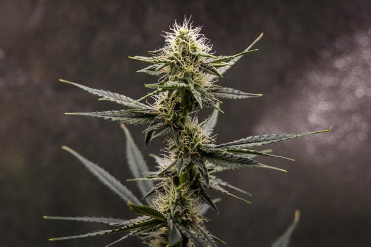 Grape Ape - Farm #23. Week 6 - Grape Ape - Day 42.