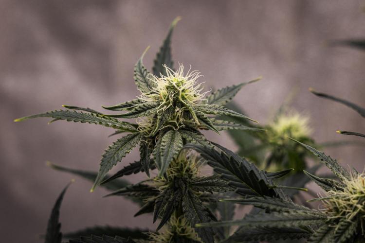Grape Ape - Farm #23. Week 6 - Grape Ape - Day 42.