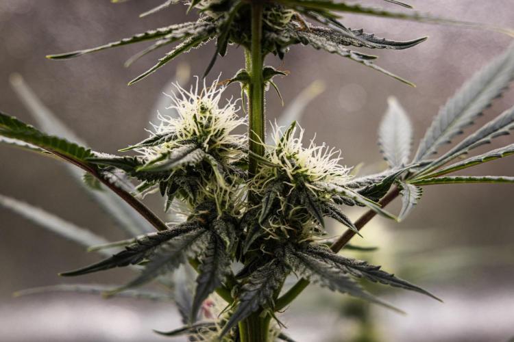 Grape Ape - Farm #23. Week 6 - Grape Ape - Day 42.