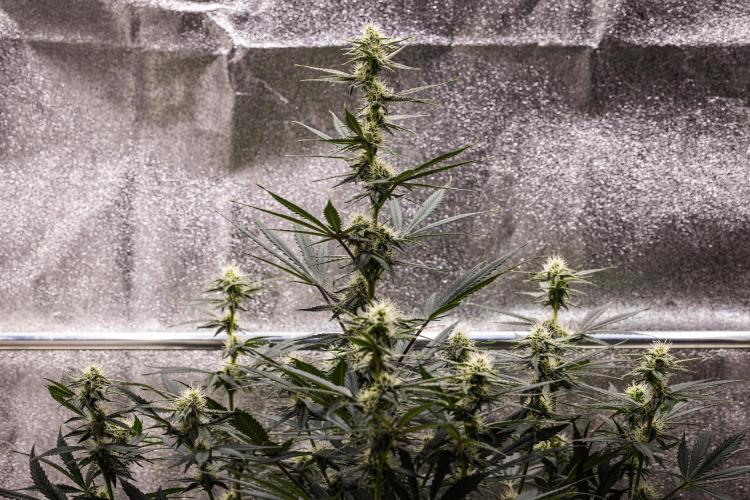 Grape Ape - Farm #23. Week 6 - Grape Ape - Day 42.