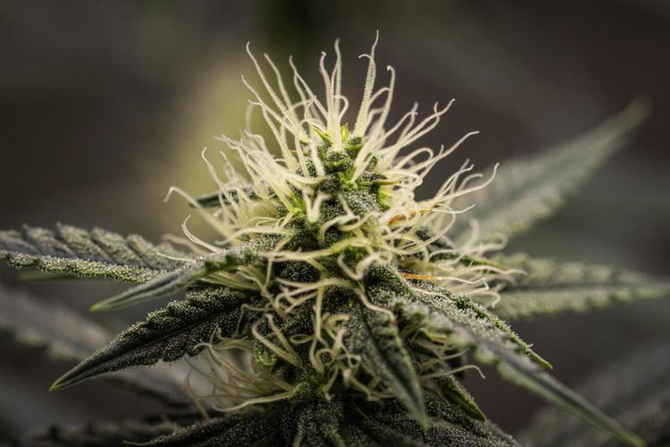Grape Ape - Farm #23. Week 6 - Grape Ape - Day 42.