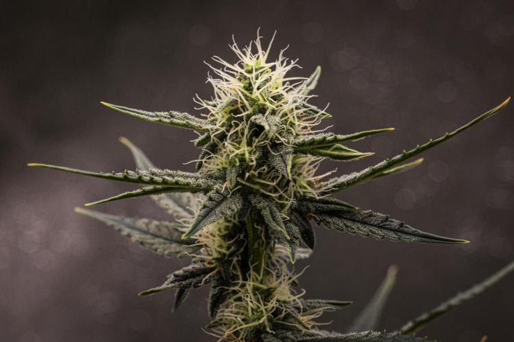 Grape Ape - Farm #23. Week 6 - Grape Ape - Day 42.