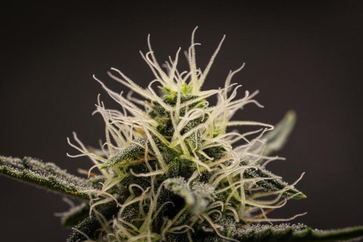 Grape Ape - Farm #23. Week 6 - Grape Ape - Day 42.