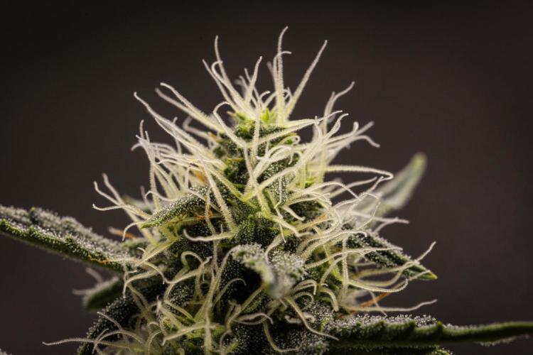Grape Ape - Farm #23. Week 6 - Grape Ape - Day 42.