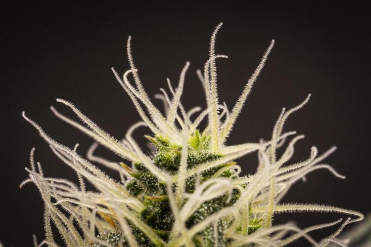 Grape Ape - Farm #23. Week 6 - Grape Ape - Day 42.