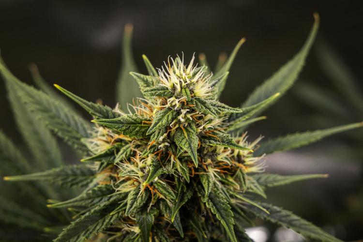 Pink Runtz - Farm #23. Week 6 - Pink Runtz - Day 42.
