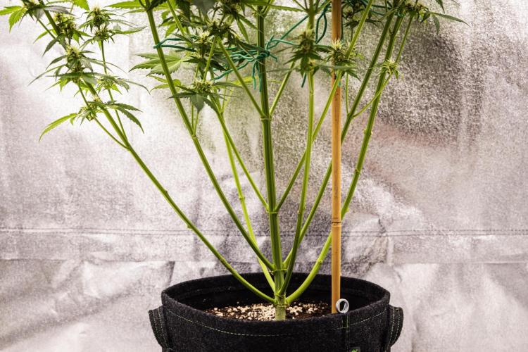 Pink Runtz - Farm #23. Week 6 - Pink Runtz - Day 42.