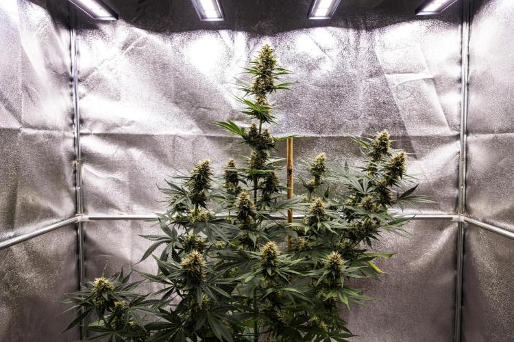 Pink Runtz - Farm #23. Week 6 - Pink Runtz - Day 42.