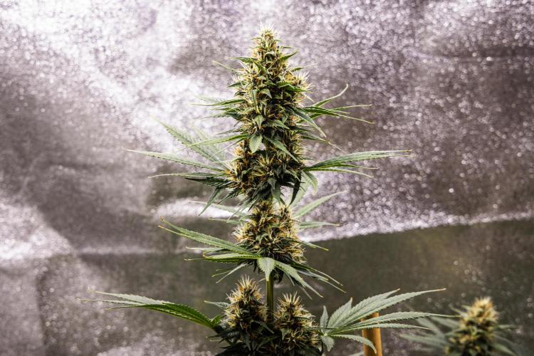 Pink Runtz - Farm #23. Week 6 - Pink Runtz - Day 42.