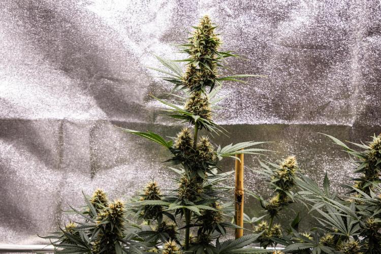 Pink Runtz - Farm #23. Week 6 - Pink Runtz - Day 42.