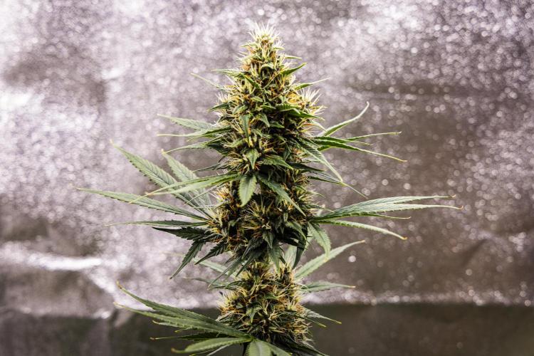 Pink Runtz - Farm #23. Week 6 - Pink Runtz - Day 42.