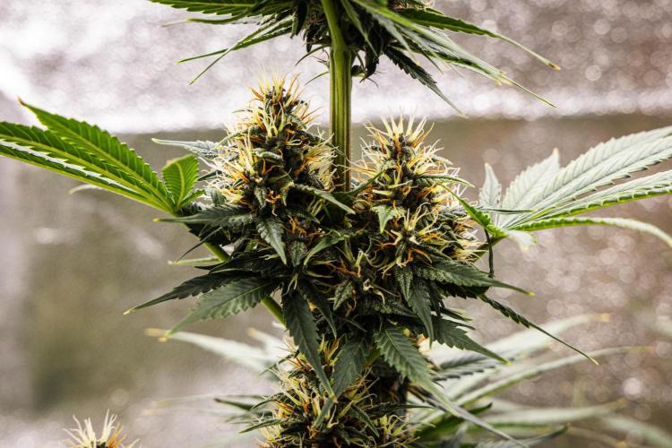 Pink Runtz - Farm #23. Week 6 - Pink Runtz - Day 42.