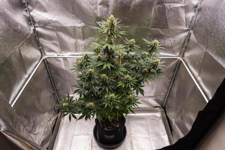 Pink Runtz - Farm #23. Week 6 - Pink Runtz - Day 42.