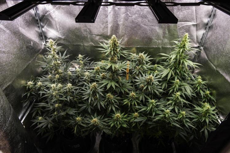 Pink Runtz - Farm #23. Week 6 - Butterflies Little Farm - Week 6.