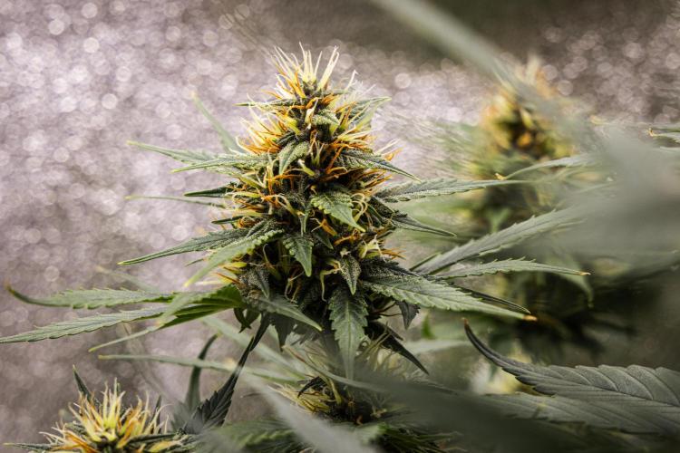Pink Runtz - Farm #23. Week 6 - Pink Runtz - Day 42.