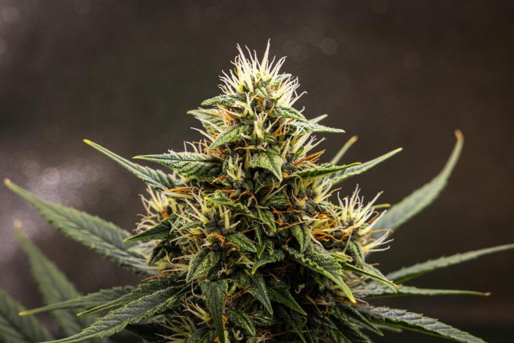 Pink Runtz - Farm #23. Week 6 - Pink Runtz - Day 42.