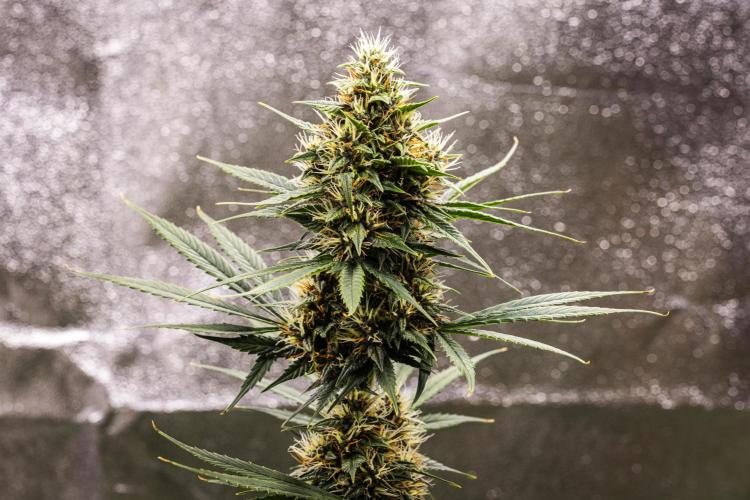 Pink Runtz - Farm #23. Week 6 - Pink Runtz - Day 42.